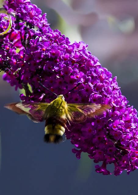 Beija Flor Mariposa Arbusto De Foto Gratuita No Pixabay Pixabay