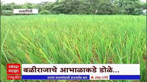 Latur Soyabean Crop Loss Due To No Rain Maharashtra Special Report Latur Soyabean Special