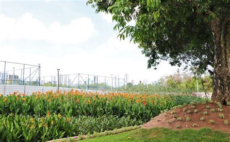 Jardins filtrantes em Recife despoluem águas de riacho