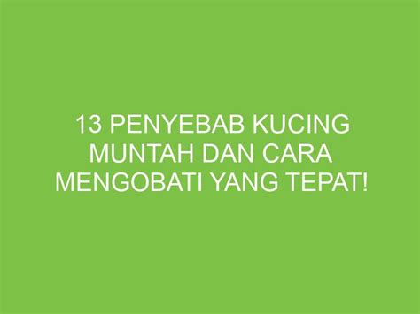 13 Penyebab Kucing Muntah Dan Cara Mengobati Yang Tepat Aikerja