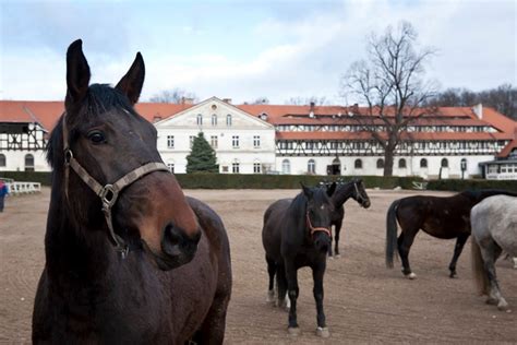 Stado Ogierów Książ Dziennik Zachodni