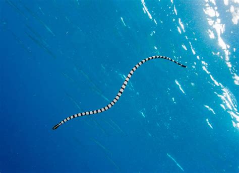 Banded Sea Krait Facts (Laticauda colubrina)