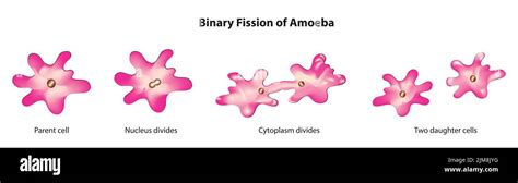 Binary Fission Of Amoeba Stock Vector Image And Art Alamy