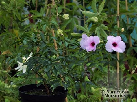 Pandorea Jasminoides Rosea Superba From Burncoose Nurseries