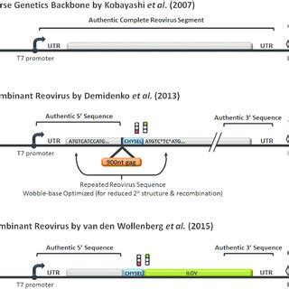 Reovirus structure and replication. (A) Reovirus outer capsid and inner ...