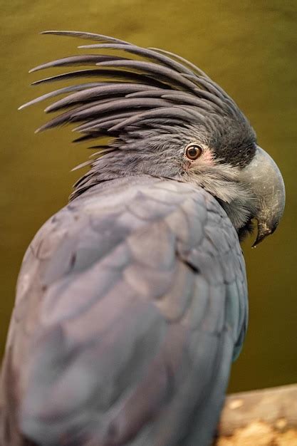 Premium Photo | Palm cockatoo