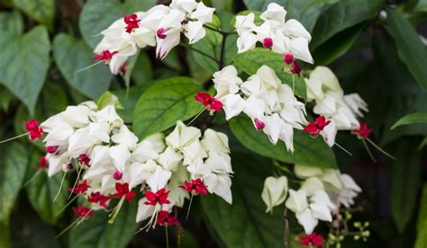 Bleeding Heart Flower