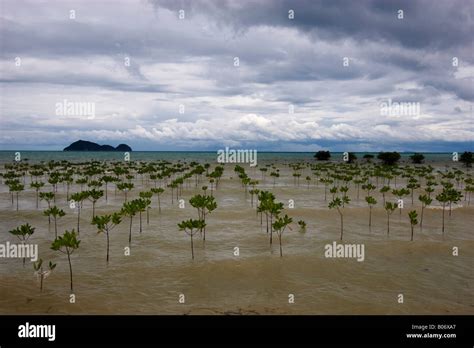 Trees Growing In Coastal Tidal Wave Waters Thunderstorm At Horizon