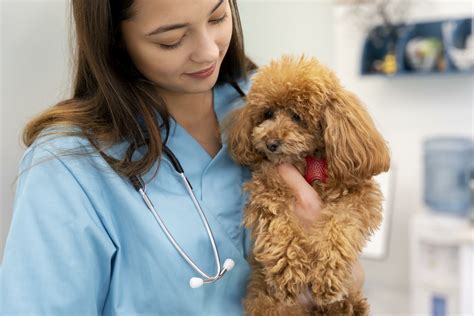 ¿cómo Evitar El Estrés En Tu Mascota En La Visita Al Veterinario