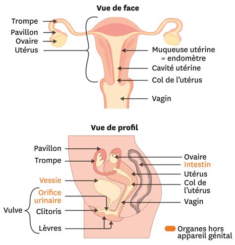 Comment Fonctionne L Appareil Reproducteur F Minin Lelivrescolaire Fr