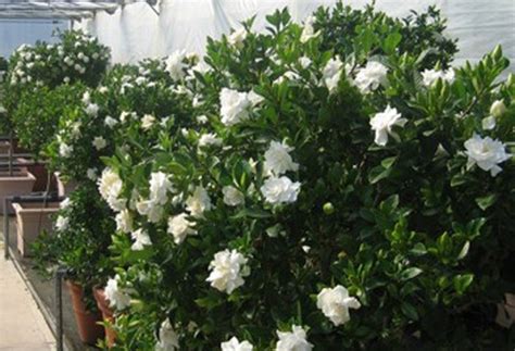 Gardenia hedge. Heavenly scent. | Landscaping on a hill, Landscaping ...