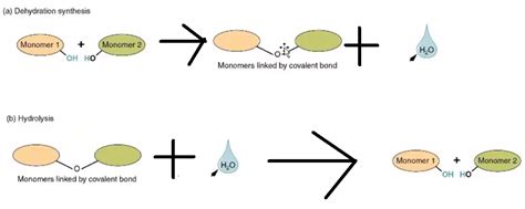 Are hydrolysis and dehydration synthesis examples of synthesis ...