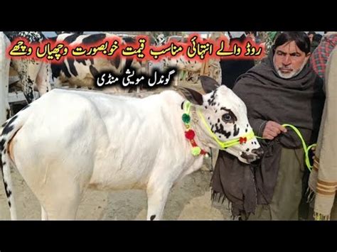 Low Prices Beautiful Dhani And Desi Cross Calves On Gondal Maweshi