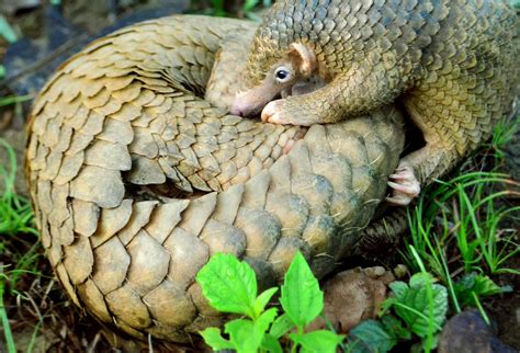 Are Wildlife Trade Bans Doing the Opposite of What They Intend? – The