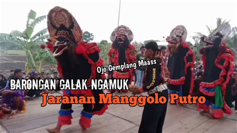 Rampak Barongan Ngamuk ‼️ Jaranan Manggolo Putro Terbaru Live