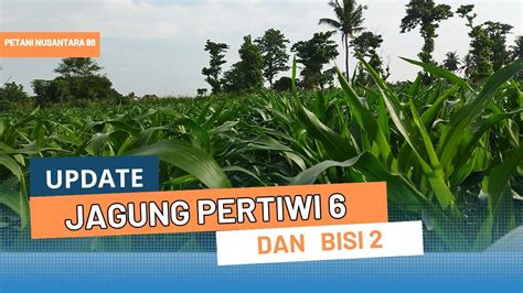 Update Jagung Pertiwi Bisi Jagung Pertanian Banggajadipetani