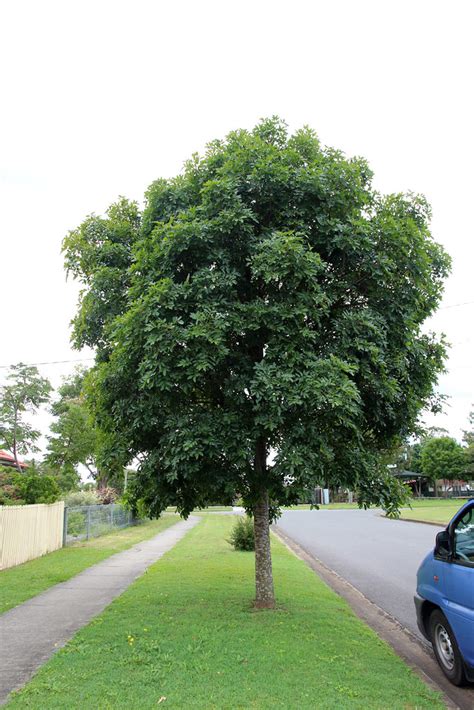 Flindersia australis | (Rutaceae) Crow's ash | Steven | Flickr