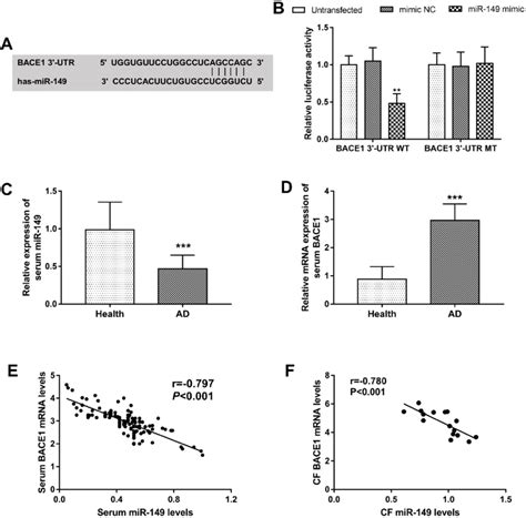 MiR 149 Directly Binds The 3 UTR Of BACE1 A The Putative Binding