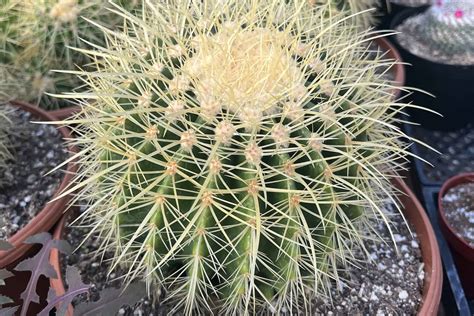 Buy Now Golden Barrel Cactus Plantly