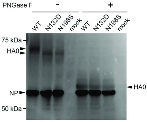 Deglycosylation Of Ha Caused By Mutation Mdck Cells Were Infected With