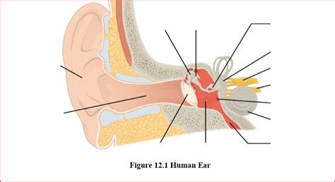 Inner Ear Diagram Quizlet