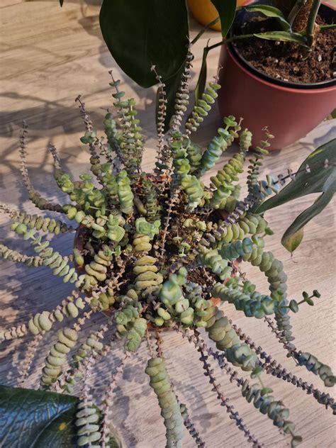 why is my plant dying? : r/plantclinic