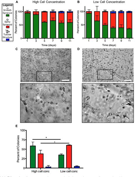 Figure 4 1 From A StarPEG Heparin Hydrogel Model Of Renal Tubulogenesis