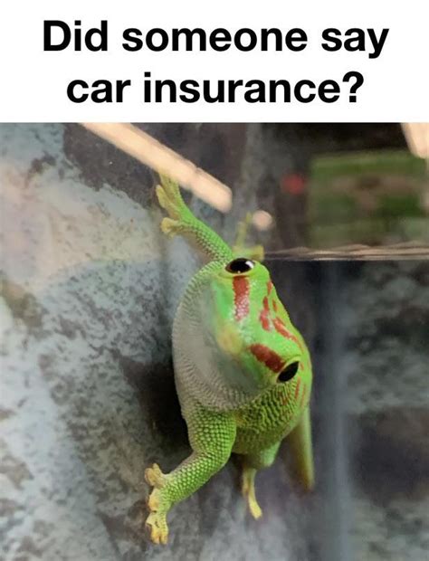 Geico Can Save You 15 Or More On Car Insurance R Memes