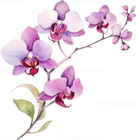 Purple Orchid Flower Watercolor Illustration Png