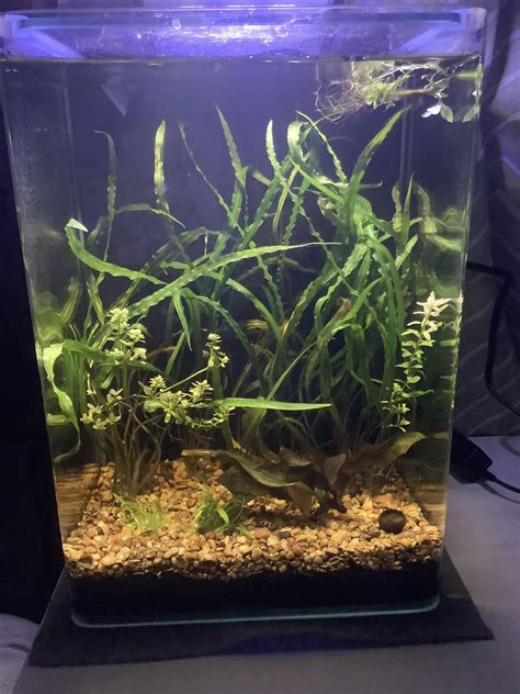 5-gallon. Enough plants? | Aquatic Plant Forum