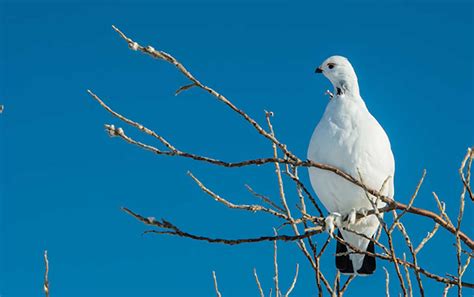 Ptarmigan Populations across the Arctic (U.S. National Park Service)