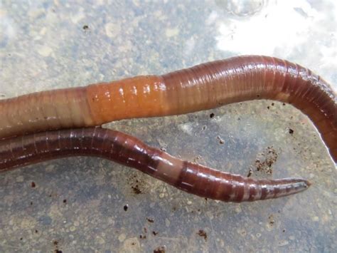 Invasive Asian Jumping Worms A 2019 Research Update With Brad Herrick Of Uw Madison Invasive