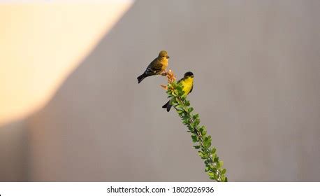 Pair Lesser Goldfinch Photos, Images & Pictures | Shutterstock