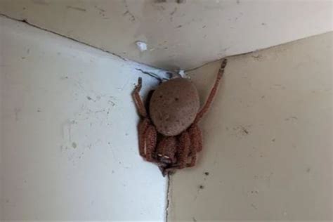 Man Finds Huge Venomous Spider Lurking on Home's Ceiling—And She's ...