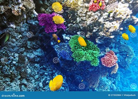 Coral And Fish In The Red Sea Egypt Africa Stock Photo Image Of