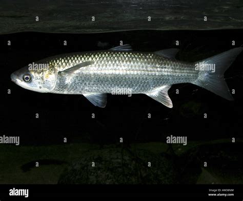 Thick Lipped Grey Mullet Thick Lip Grey Mullet Thicklip Grey Mullet