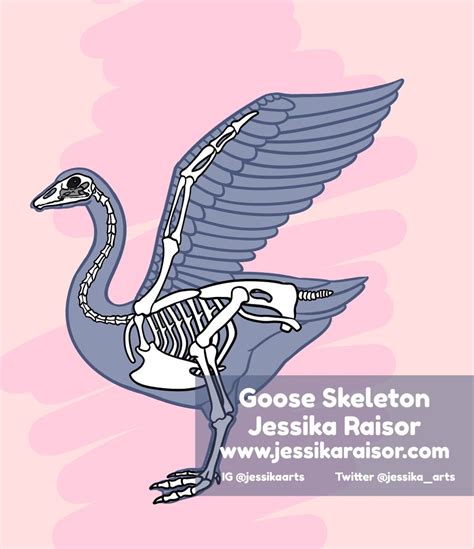 Goose Skeleton And Sketch Tatting Skeleton Goose