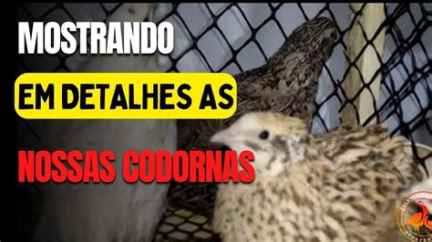 Mostrando Em Detalhes Nossas Codornas YouTube