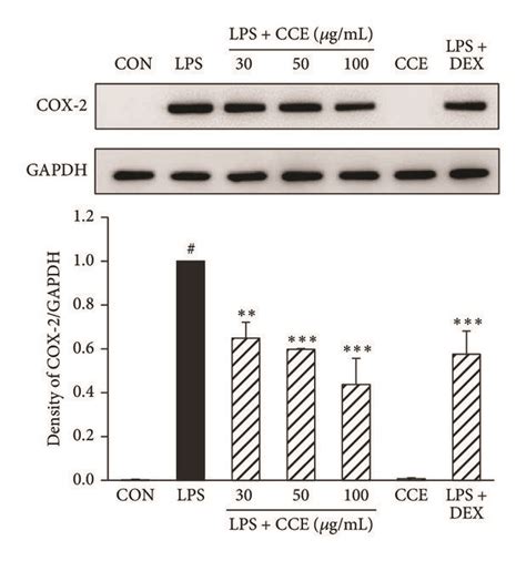 Effect Of Cce On Lps Induced Inos And Cox 2 Expression In Raw264 7