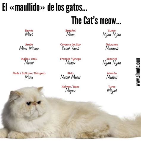 Onomatopeyas Del Maullido De Un Gato En Varios Idiomas