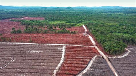 Izin Sawit Berganti Tanaman Energi Deforestasi Terselubung Di