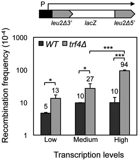 Isogenic strains W303 1A WT and TRF4D C5 trf4Δ were transformed