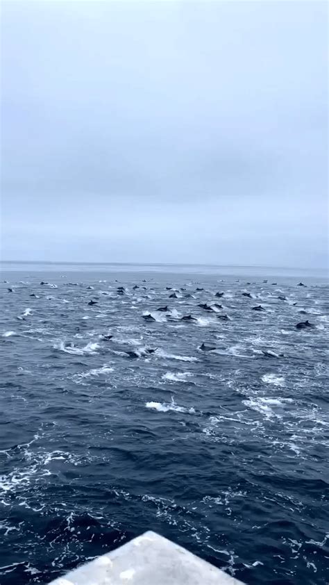 Dolphin Migration : r/BeAmazed