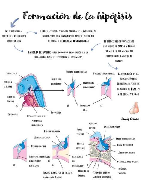 Desarrollo Hipofisis Anahy Ordu O Udocz