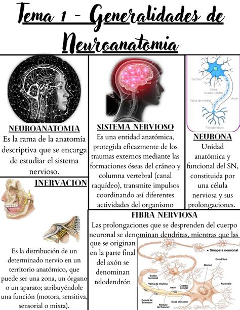 Solution Guia Explicativa Sobre Las Generalidades De La Neuroanatomia