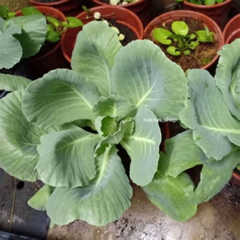 Biji Benih Kobis Bulat Tanah Rendah Kubis Lowland Cabbage Seeds