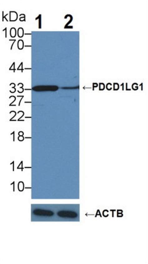 PD L1 Polyclonal Antibody Invitrogen 20 μL Unconjugated Antibodies