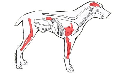 Lyme Disease In Dogs