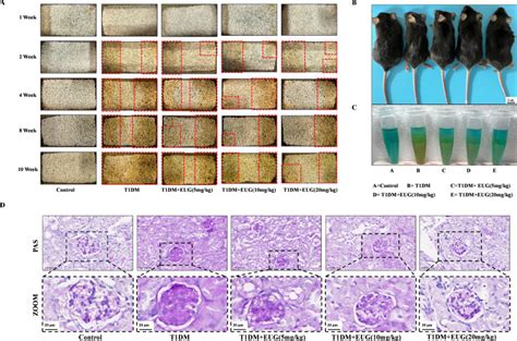 The protective roles of eugenol on type 1 diabetes mellitus through ... 