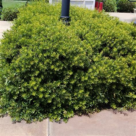 Dwarf Wax Myrtle Myrica Cerifera Var Pumila Compact And Easy To